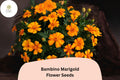 Bambino Marigold Seeds | Dwarf Orange Blooms