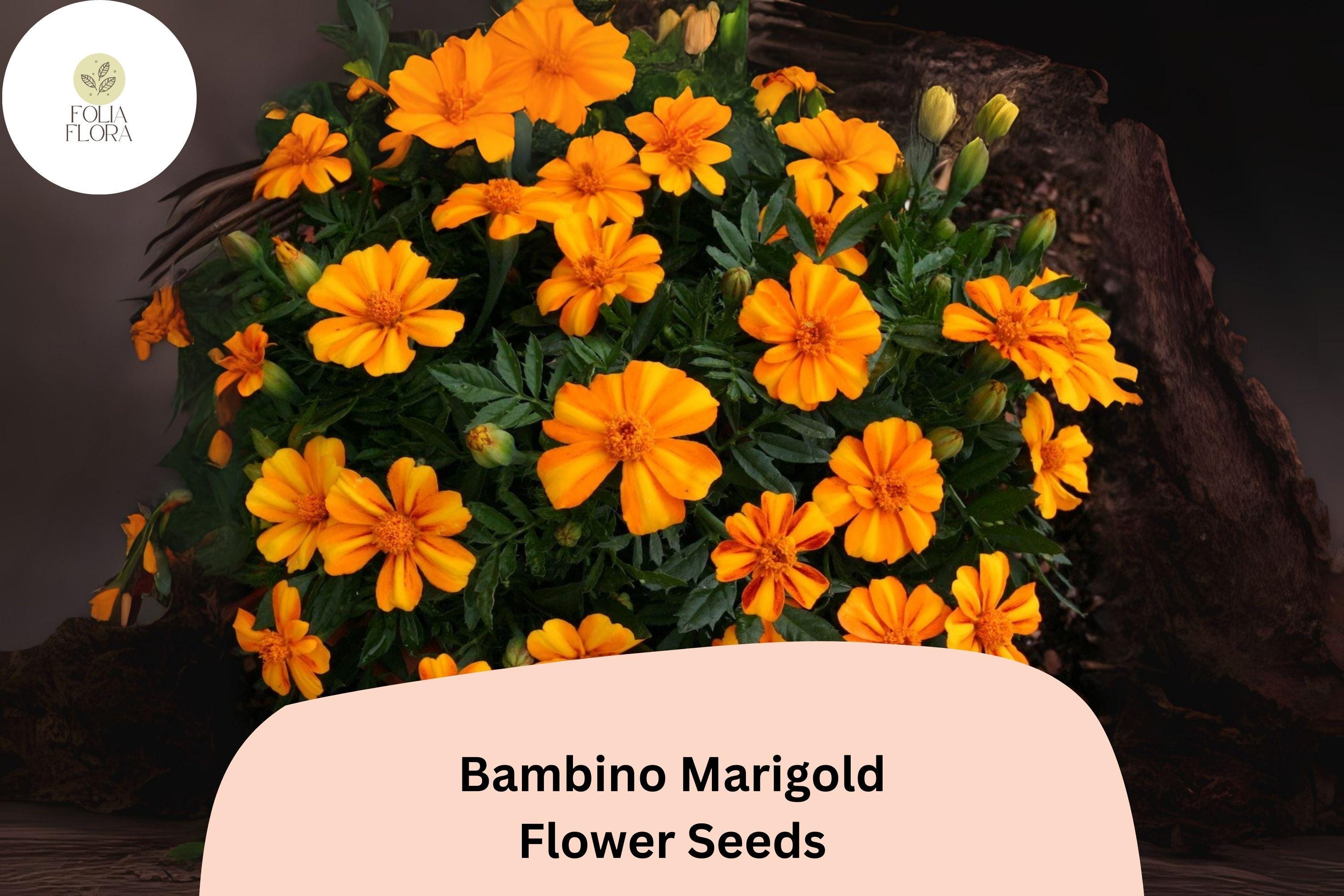 Bambino Marigold Seeds | Dwarf Orange Blooms