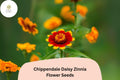 100+ Chippendale Daisy Zinnia Seeds â€“ Classic Daisy-Like Blooms for Summer Gardens & Borders