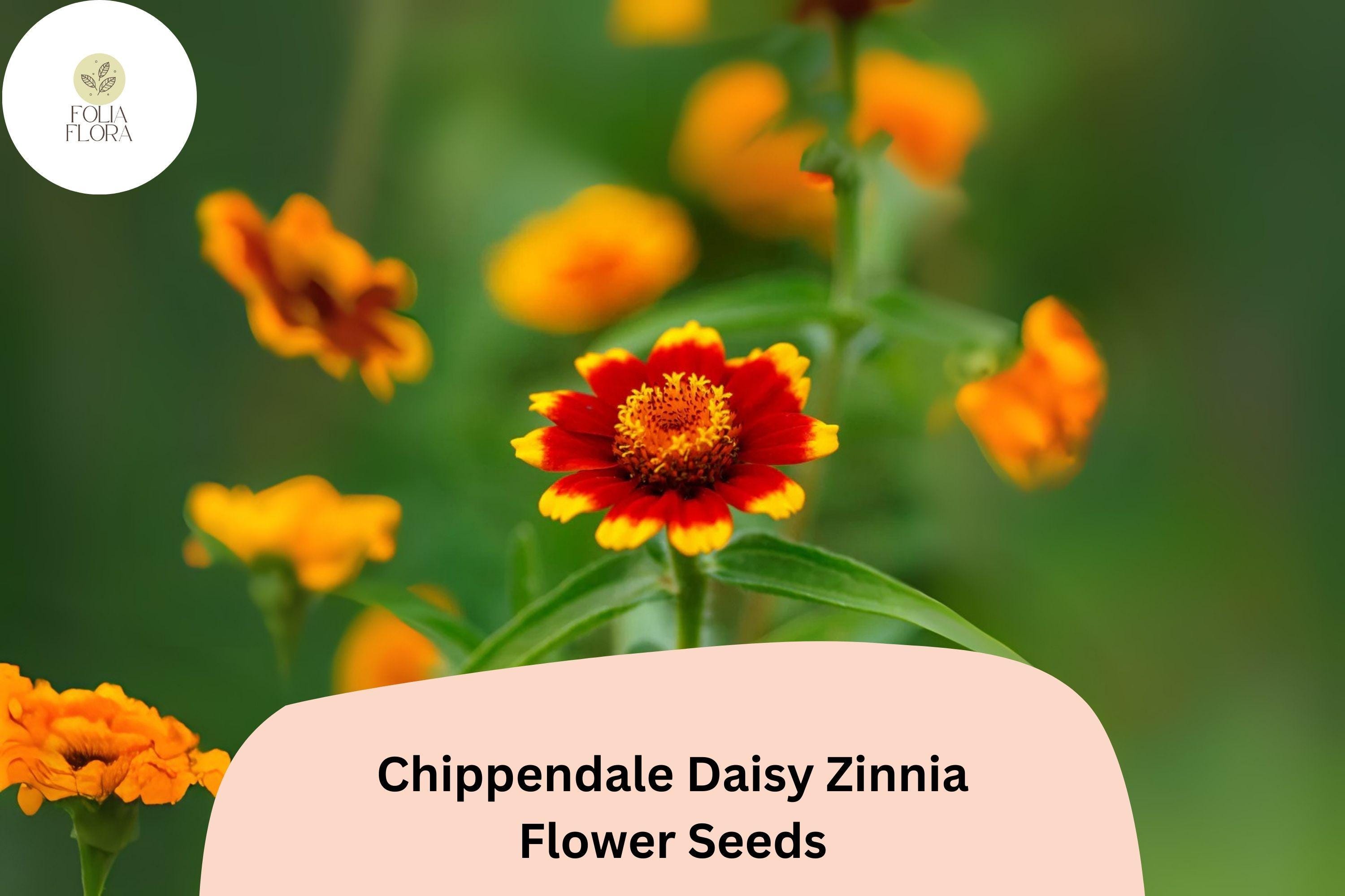 100+ Chippendale Daisy Zinnia Seeds â€“ Classic Daisy-Like Blooms for Summer Gardens & Borders