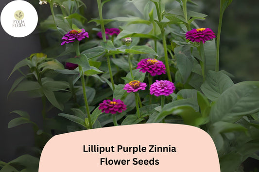 100+ Lilliput Purple Zinnia Seeds â€“ Small Pompon Blooms for Borders, Edges & Summer Gardens