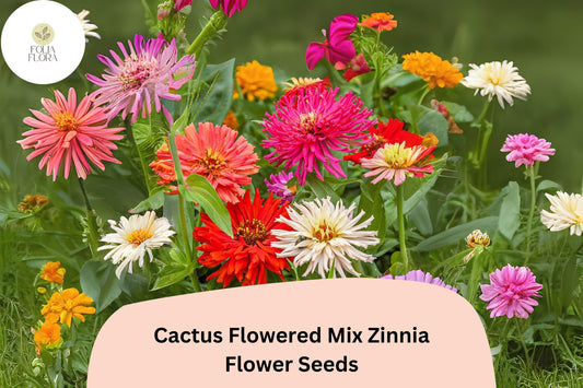 100+ Cactus Flowered Mix Zinnia Seeds â€“ Spiky Petaled Blooms for Summer Gardens & Cut Flowers