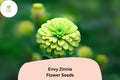 100+ Envy Zinnia Seeds â€“ Unique Green Blooms for Summer Gardens & Cut Flowers