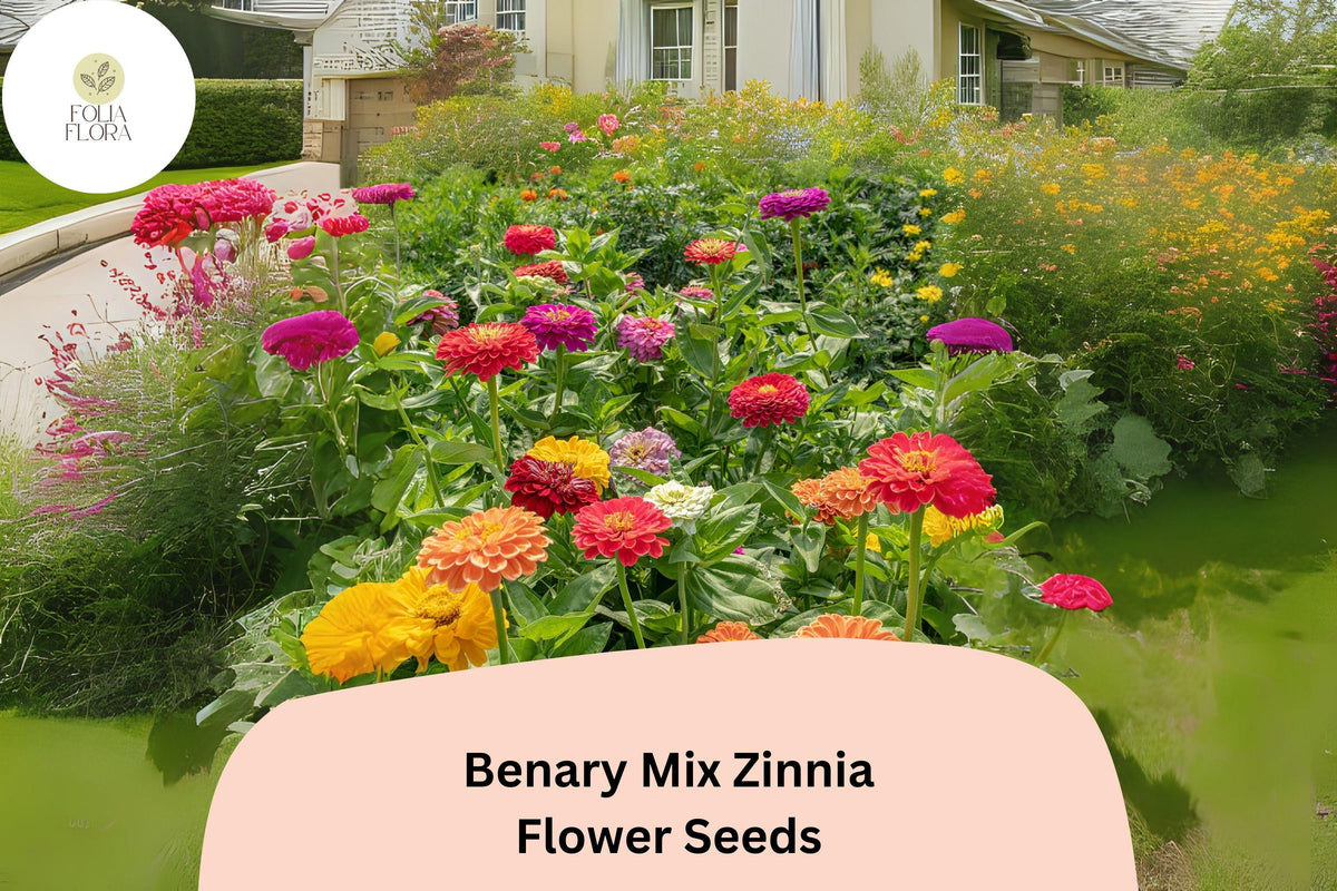 100+ Benary Mix Zinnia Seeds â€“ Large Double Blooms for Cut Flower Gardens & Summer Planting