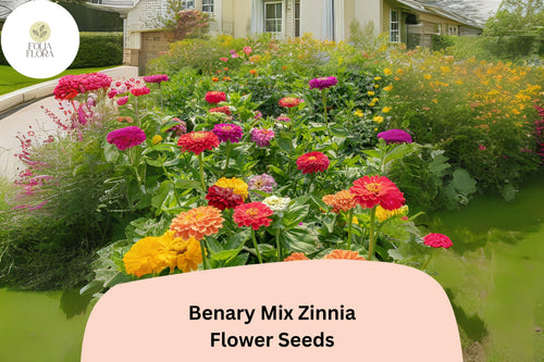 100+ Benary Mix Zinnia Seeds â€“ Large Double Blooms for Cut Flower Gardens & Summer Planting