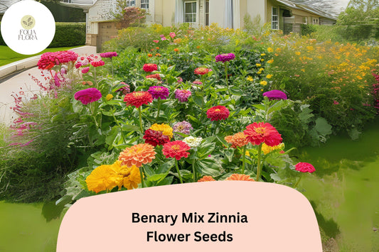 100+ Benary Mix Zinnia Seeds â€“ Large Double Blooms for Cut Flower Gardens & Summer Planting