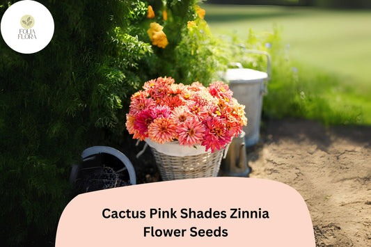 100+ Cactus Pink Shades Zinnia Seeds â€“ Spiky Petal Blooms for Summer Garden & Cut Flowers