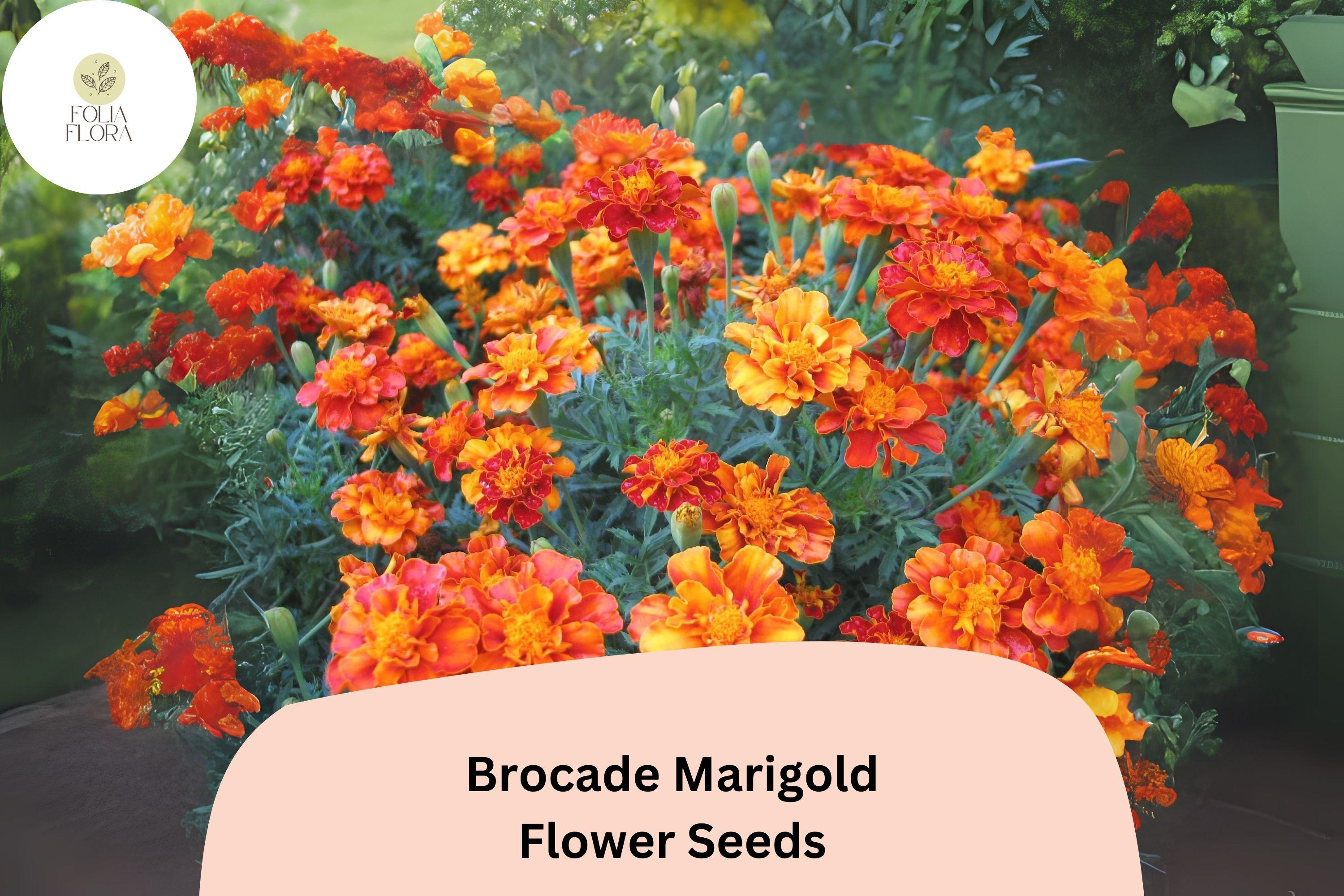Brocade Marigold Seeds | French Marigold Mix, Red & Gold Blooms