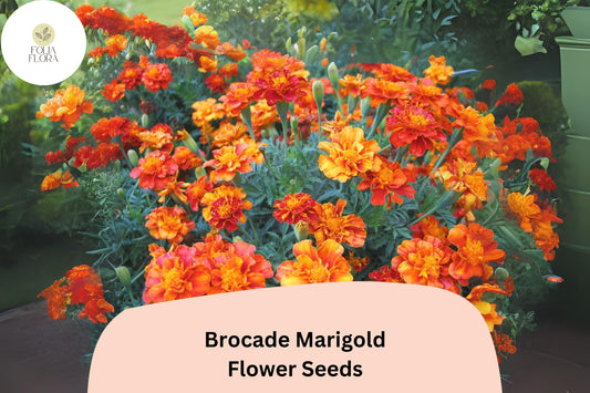Brocade Marigold Seeds | French Marigold Mix, Red & Gold Blooms