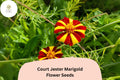 Court Jester Marigold Seeds | Striped French Heirloom Flower