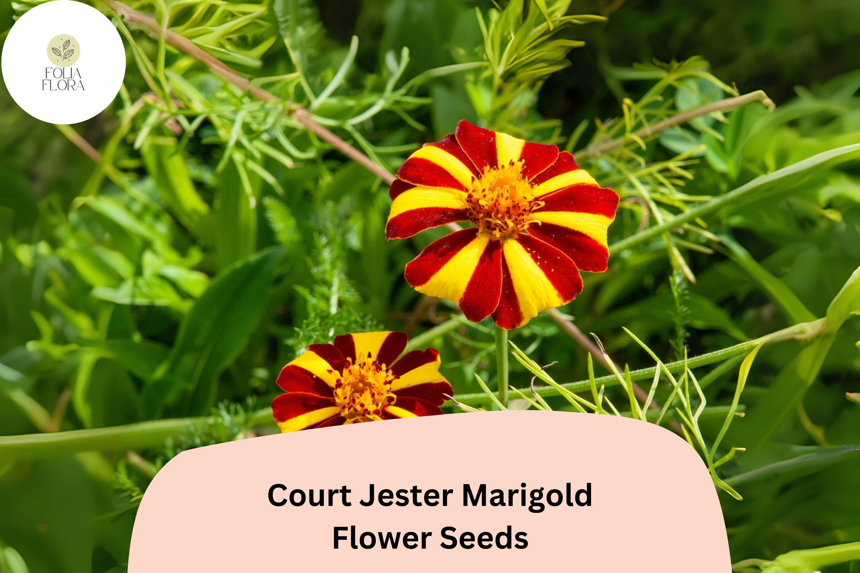 Court Jester Marigold Seeds | Striped French Heirloom Flower