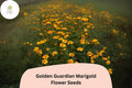 25+ Golden Guardian Marigold Seeds | Tagetes patula | Bright Orange-Golden Marigold Flowers for Garden Planting