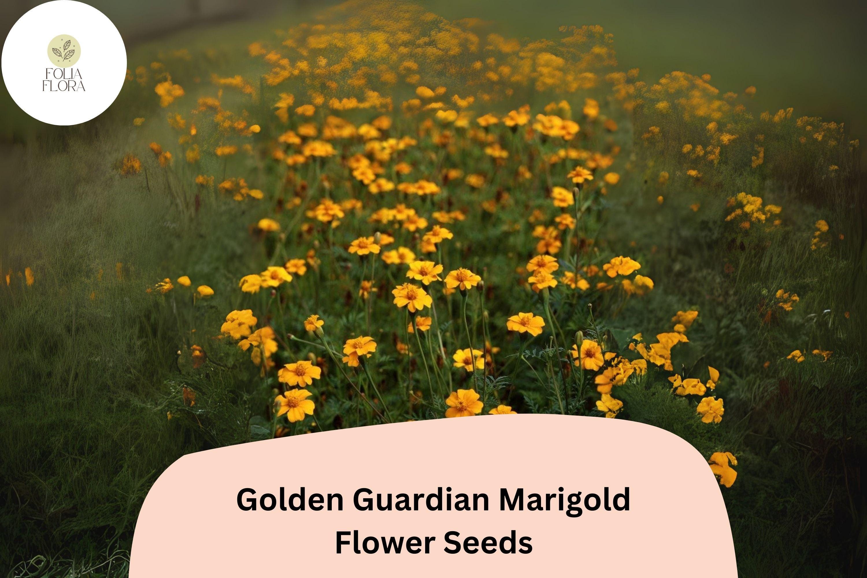 25+ Golden Guardian Marigold Seeds | Tagetes patula | Bright Orange-Golden Marigold Flowers for Garden Planting