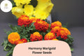 Harmony Marigold Seeds | Orange & Yellow French Marigold
