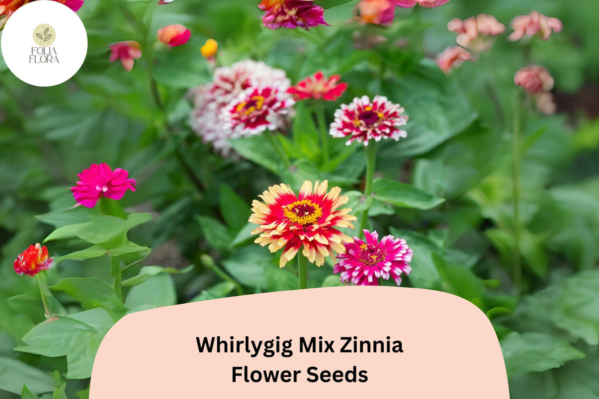 100+ Whirlygig Mix Zinnia Seeds â€“ Bi-Color Blooms for Garden Borders & Cut Flower Arrangements
