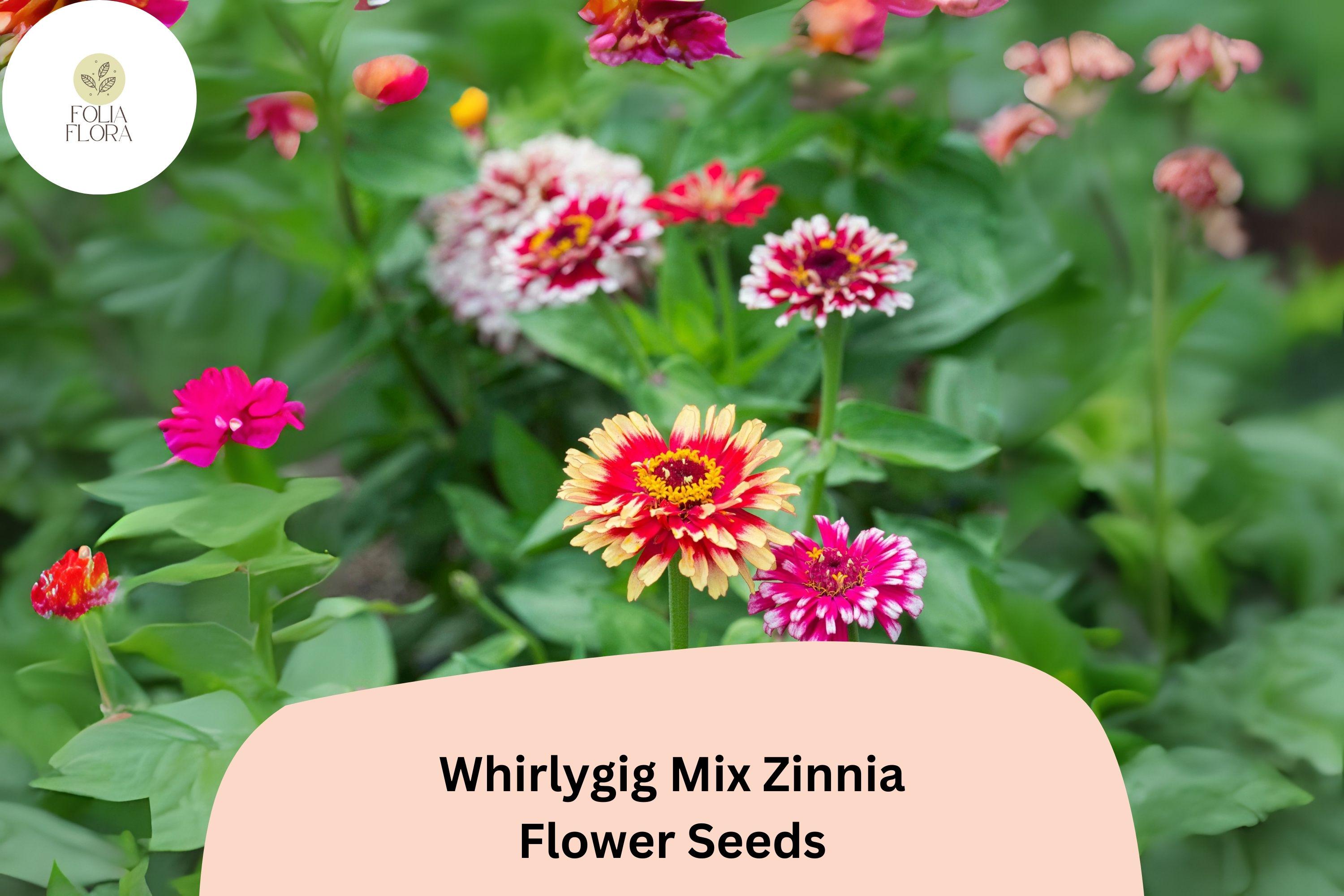 100+ Whirlygig Mix Zinnia Seeds â€“ Bi-Color Blooms for Garden Borders & Cut Flower Arrangements
