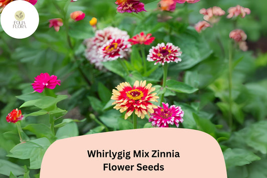 100+ Whirlygig Mix Zinnia Seeds â€“ Bi-Color Blooms for Garden Borders & Cut Flower Arrangements