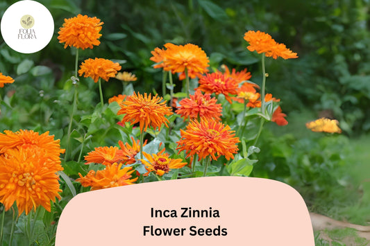 100+ Inca Zinnia Seeds â€“ Bold Golden-Orange Blooms for Summer Garden & Cut Flowers