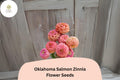 100+ Oklahoma Salmon Zinnia Seeds â€“ Soft Pink-Orange Blooms for Cut Flowers & Summer Gardens