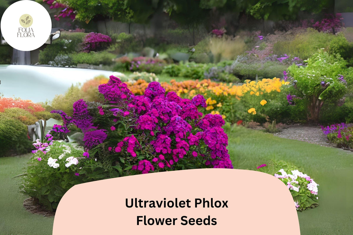 100+ Ultraviolet Phlox Seeds â€“ Vibrant Purple Blooms for Summer Gardens & Pollinator Beds