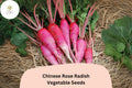 Heirloom Chinese Rose Radish Seeds - Non-GMO, Winter Radish