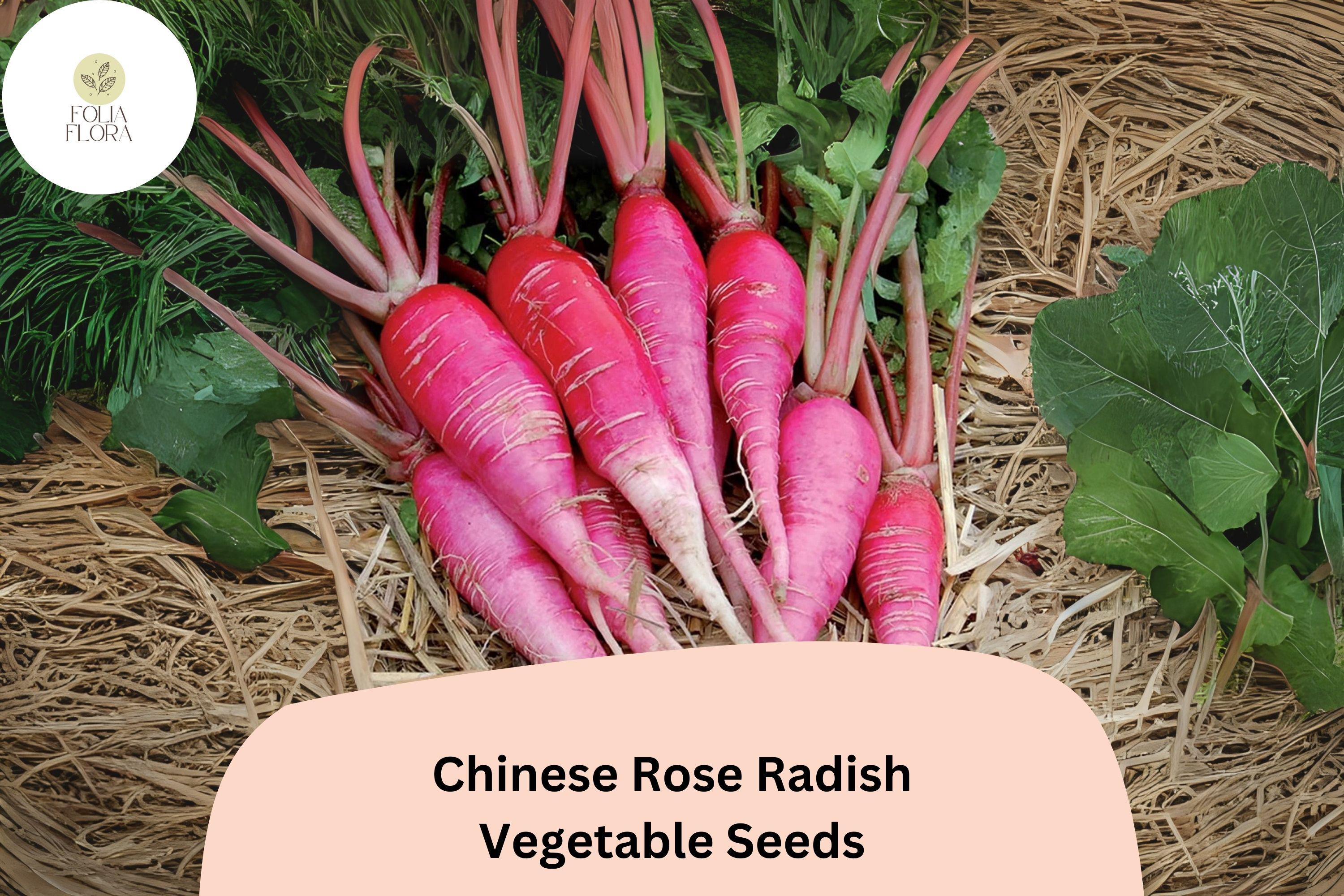 Heirloom Chinese Rose Radish Seeds - Non-GMO, Winter Radish