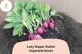 Lady Slipper Radish Seeds â€“ Heirloom Pink Radish for Planting