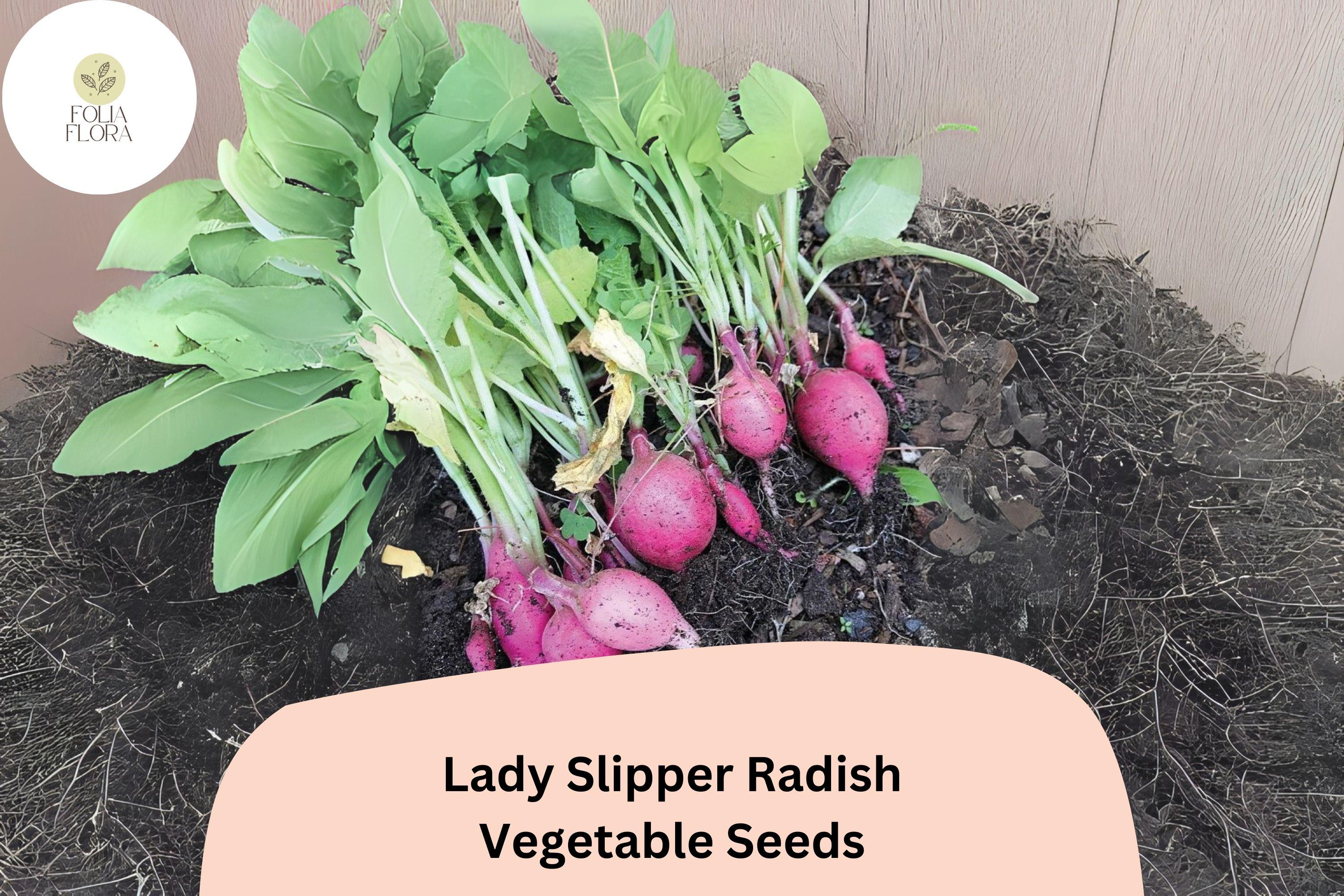 Lady Slipper Radish Seeds â€“ Heirloom Pink Radish for Planting