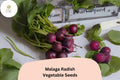 Malaga Radish Seeds â€“ 500+ Heirloom Red Radish for Planting