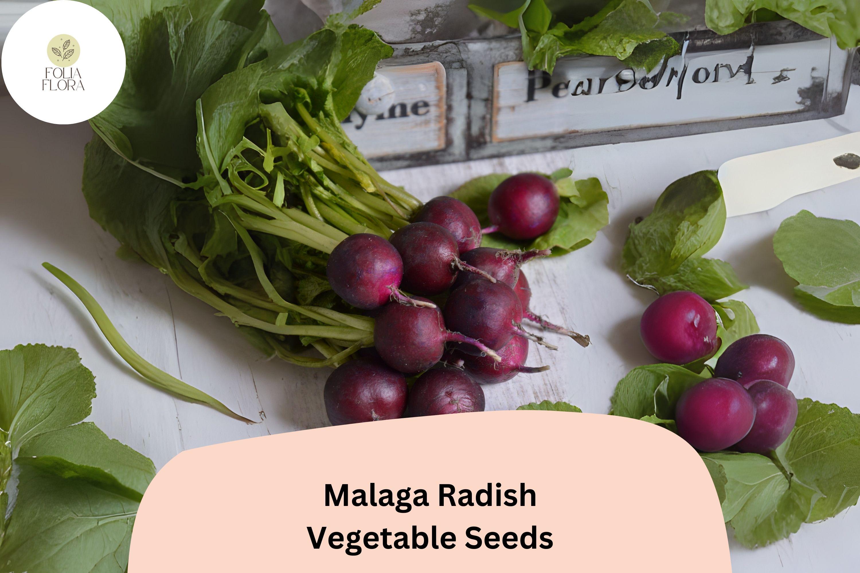 Malaga Radish Seeds â€“ 500+ Heirloom Red Radish for Planting