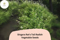 500+ Singara Rat's Tail Radish Seeds â€“ Edible Pods & Heirloom Garden Radish