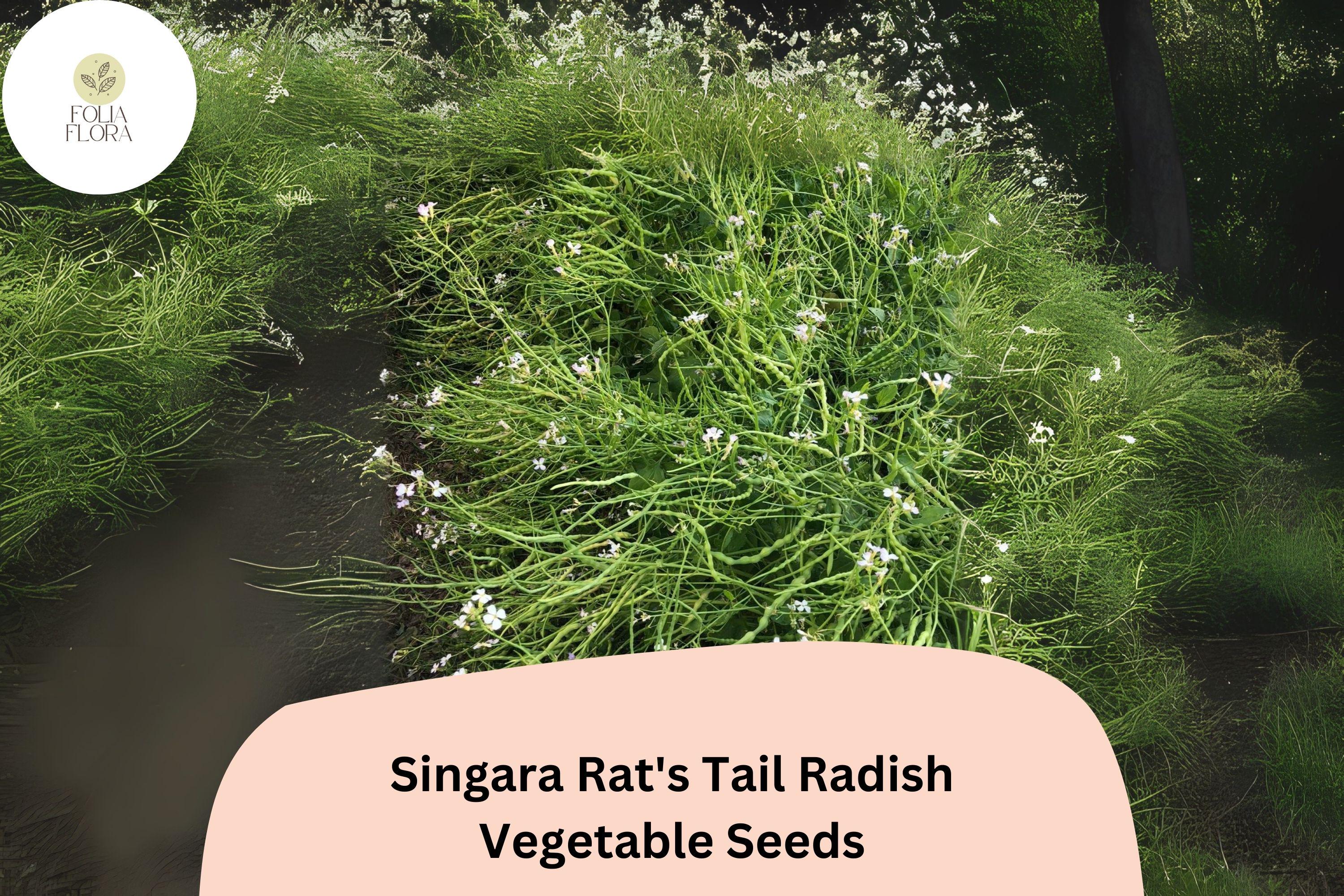 500+ Singara Rat's Tail Radish Seeds â€“ Edible Pods & Heirloom Garden Radish