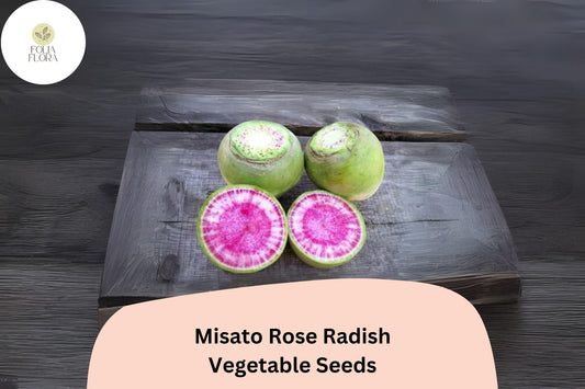 500+ Misato Rose Radish Seeds â€“ Heirloom Garden Radish, Fast-Growing Edible Roots