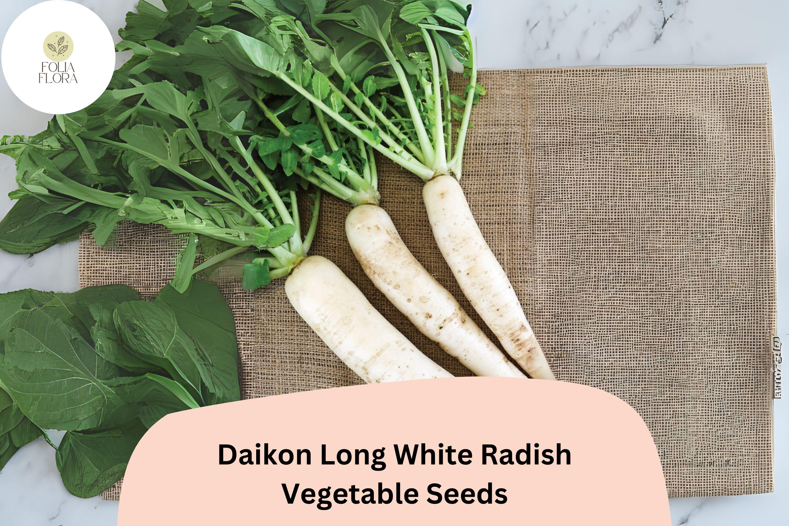 500+ Daikon Long White Radish Seeds â€“ Heirloom Asian Radish for Garden Planting