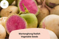 500+ Mantanghong Radish Seeds â€“ Heirloom Asian Red Radish for Garden Planting