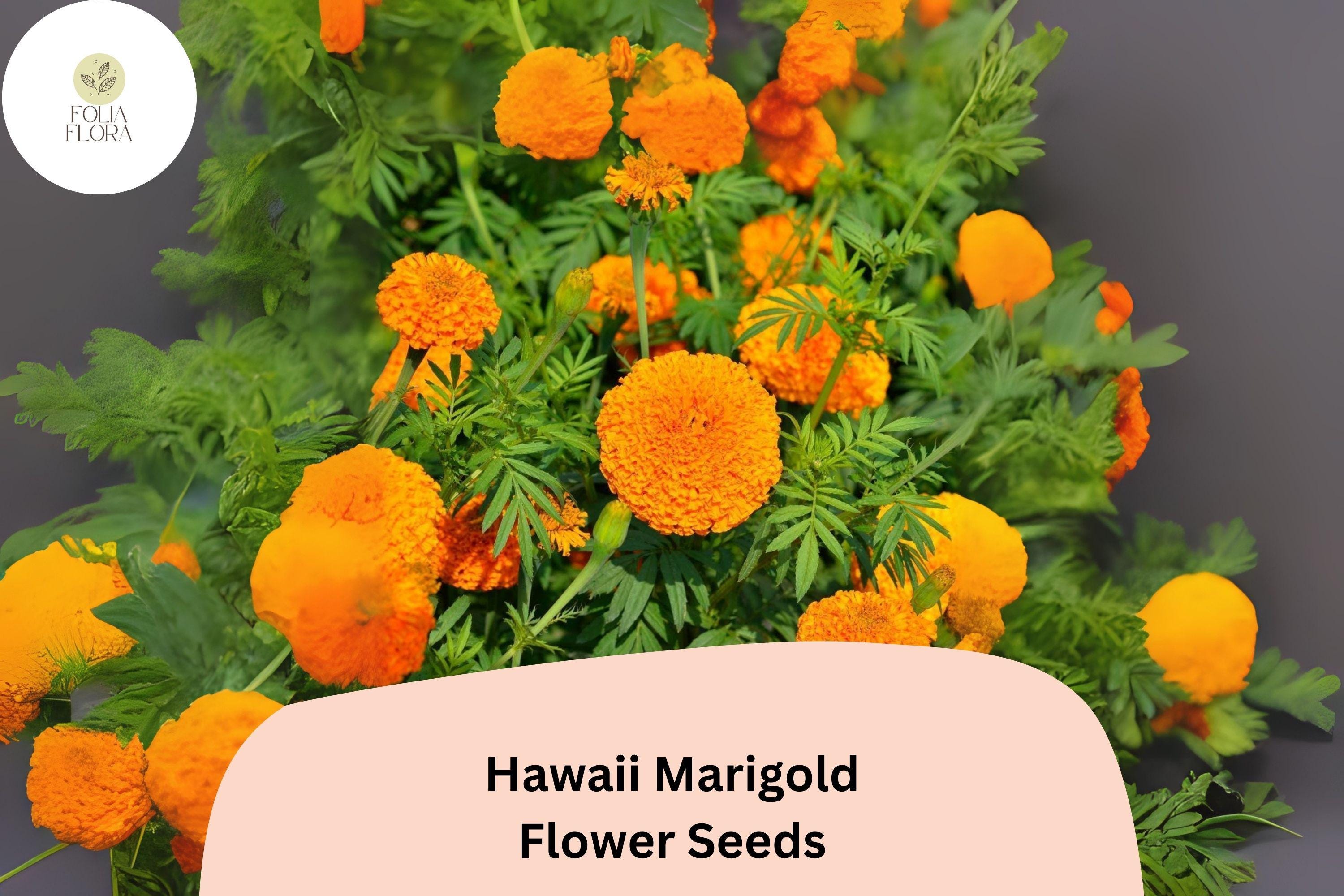 Hawaii Marigold Seeds | Tall African Tagetes Erecta, Orange-Yellow Blooms