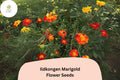 Ildkongen Marigold Seeds | Red-Orange French Marigold, Pollinator Friendly