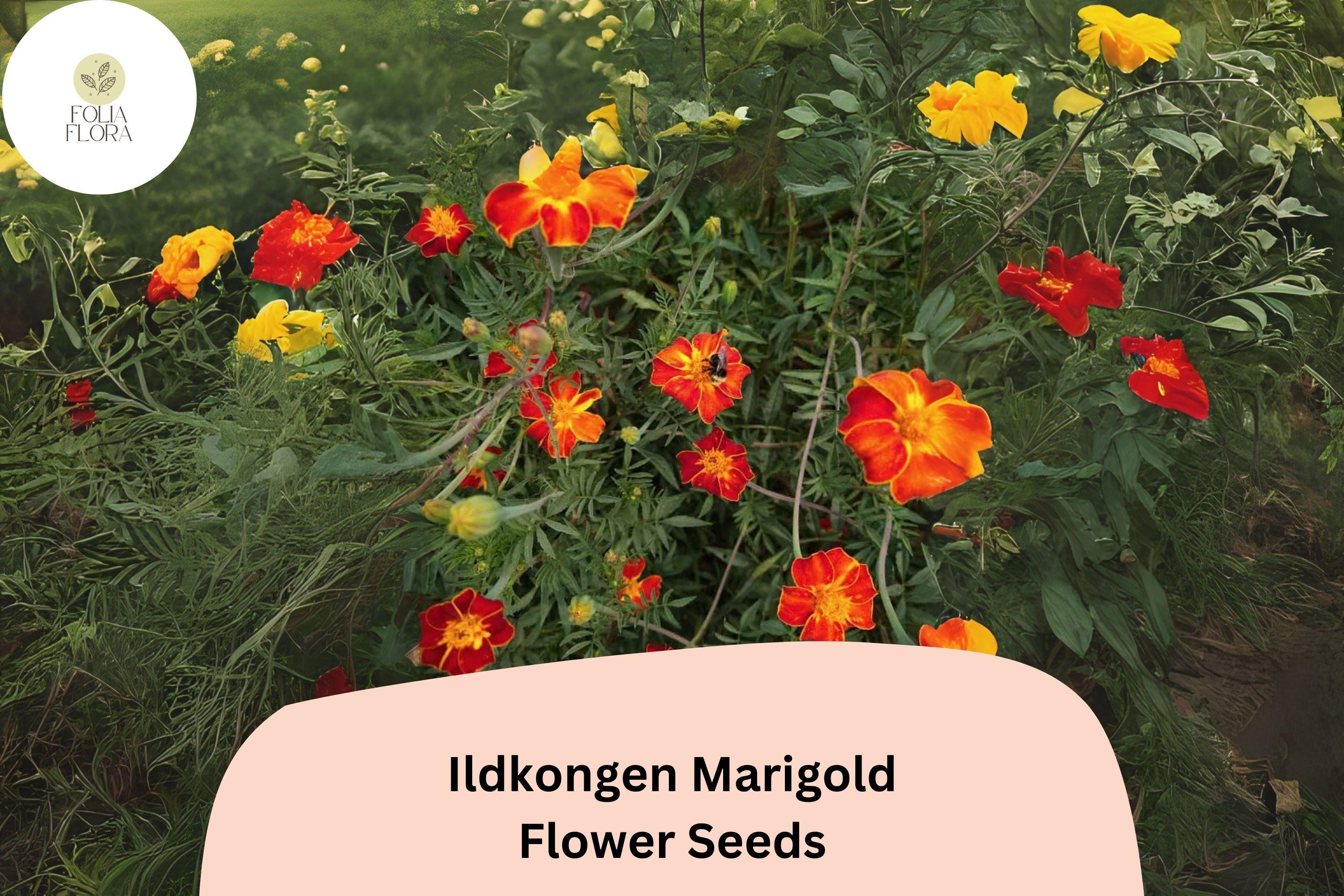 Ildkongen Marigold Seeds | Red-Orange French Marigold, Pollinator Friendly