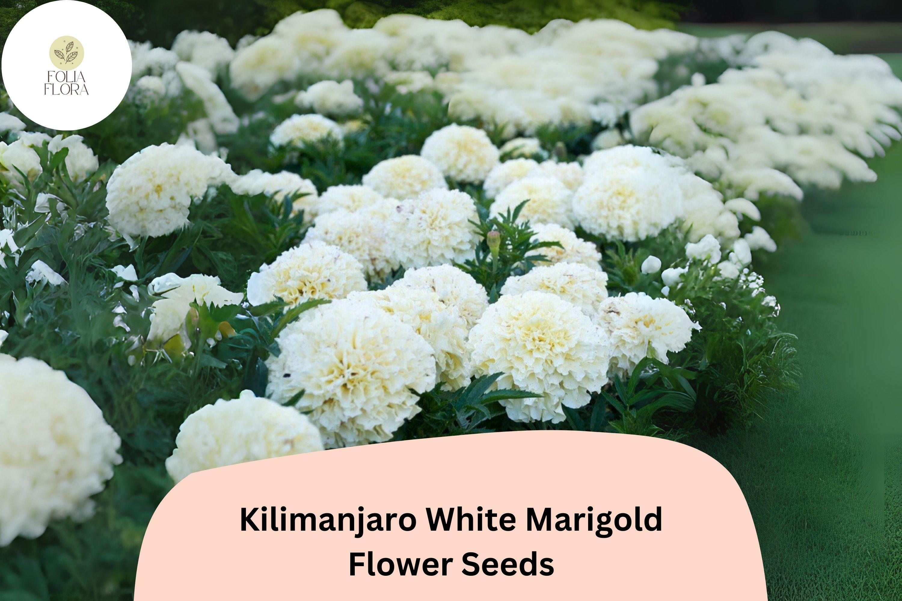 Kilimanjaro White Marigold Seeds | Tall African Marigold