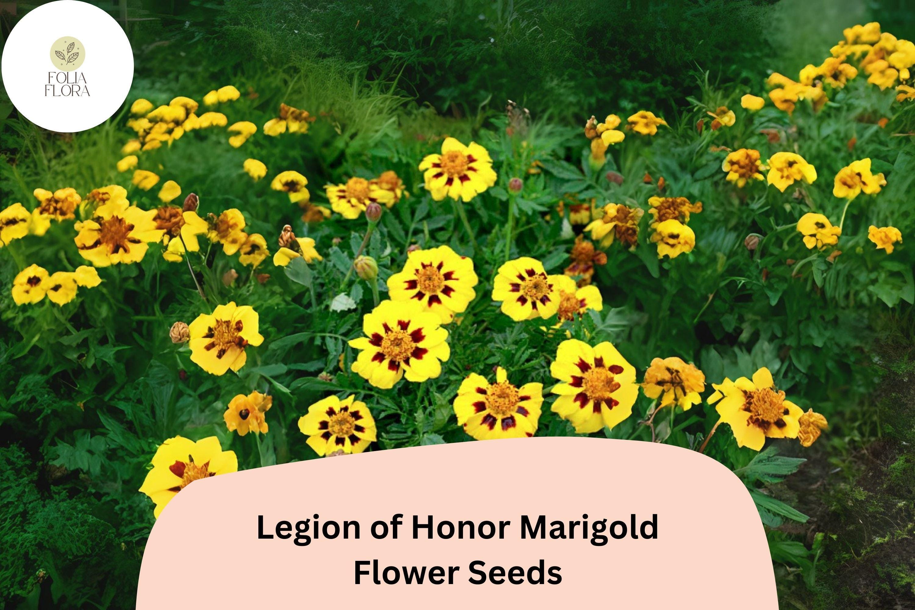 Legion of Honor Marigold Seeds | French Marigold, Yellow & Red Blooms