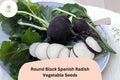 500+ Round Black Spanish Radish Seeds â€“ Heirloom Winter Radish for Garden Planting