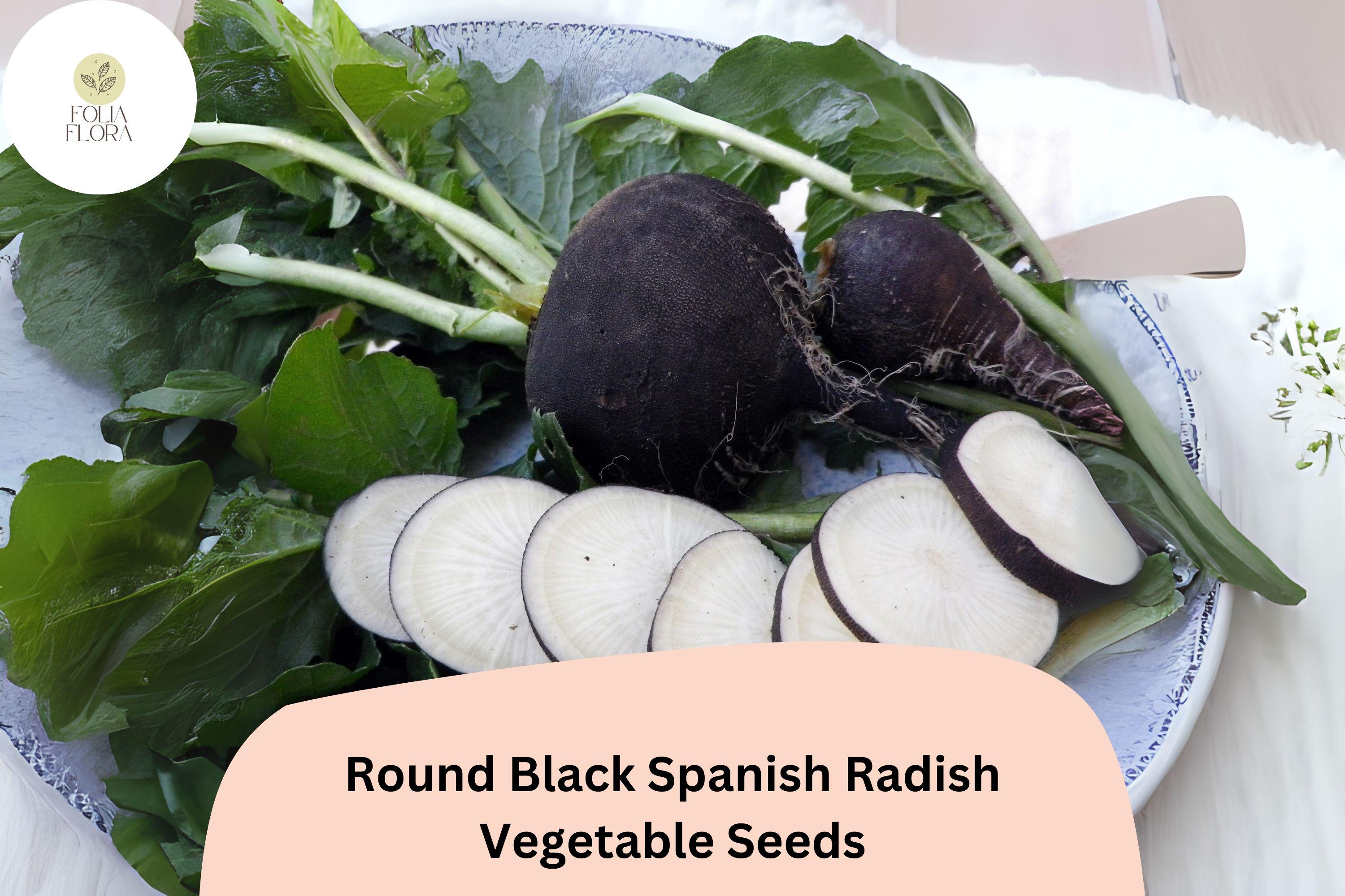 500+ Round Black Spanish Radish Seeds â€“ Heirloom Winter Radish for Garden Planting