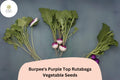 500+ Burpeeâ€™s Purple Top Rutabaga Seeds â€“ Heirloom Brassica Seeds for Garden Planting