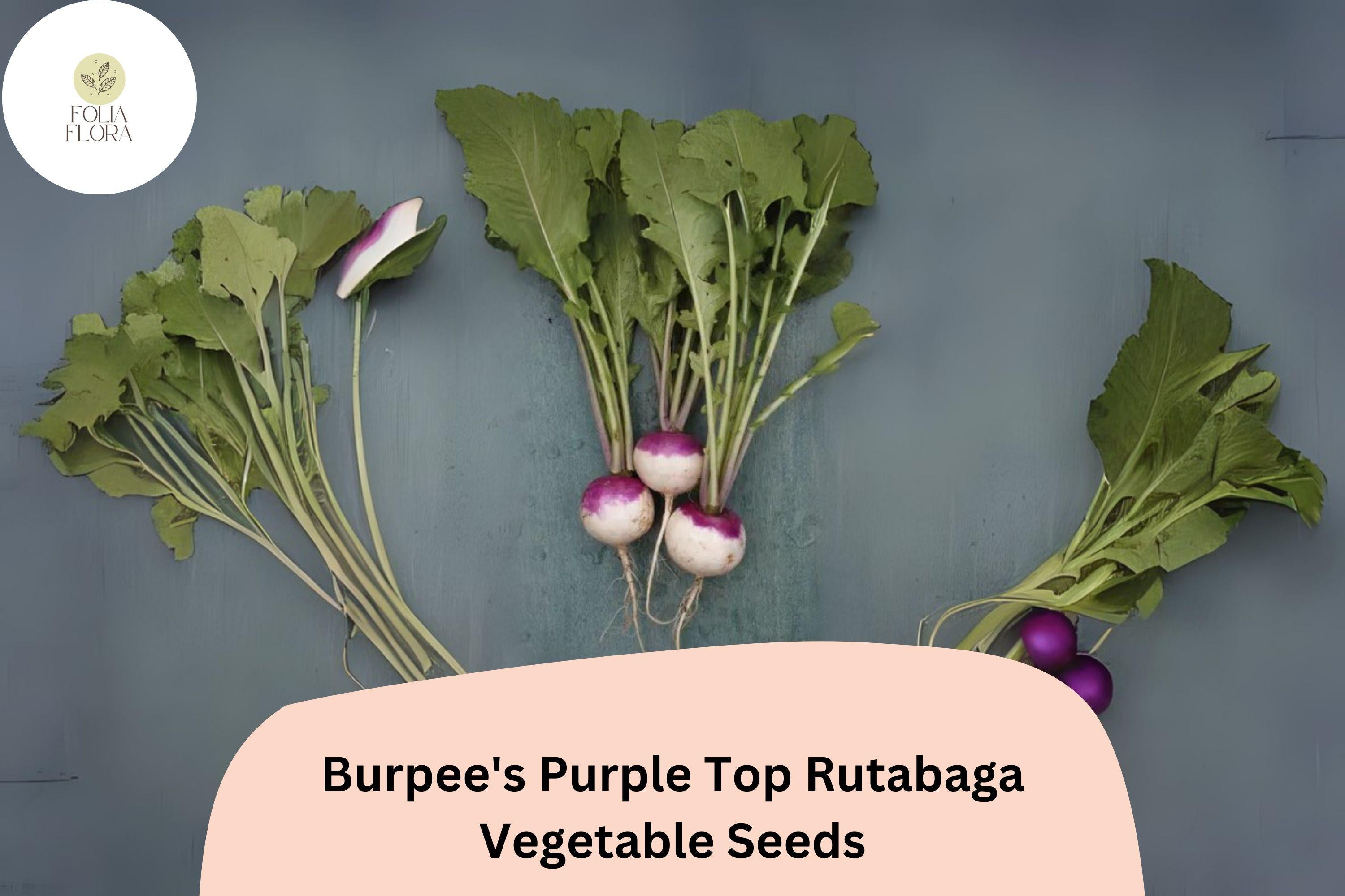 500+ Burpeeâ€™s Purple Top Rutabaga Seeds â€“ Heirloom Brassica Seeds for Garden Planting
