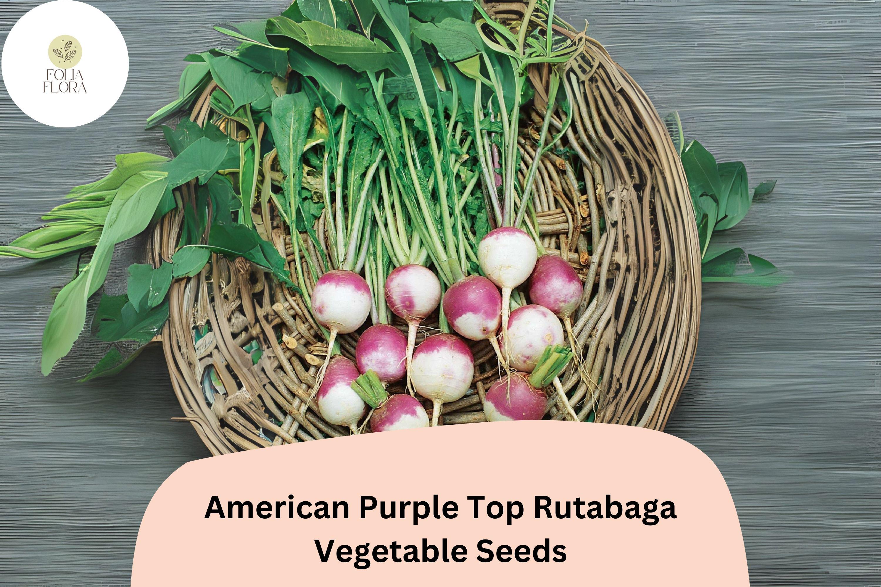 500+ American Purple Top Rutabaga Seeds â€“ Heirloom Brassica Seeds for Garden Planting