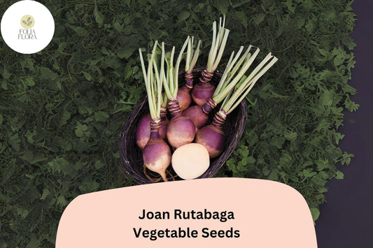 500+ Joan Rutabaga Seeds â€“ Heirloom Brassica Root Vegetable Seeds for Garden Planting