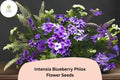 Intensia Blueberry Phlox Seeds - Purple-Blue Garden Flower