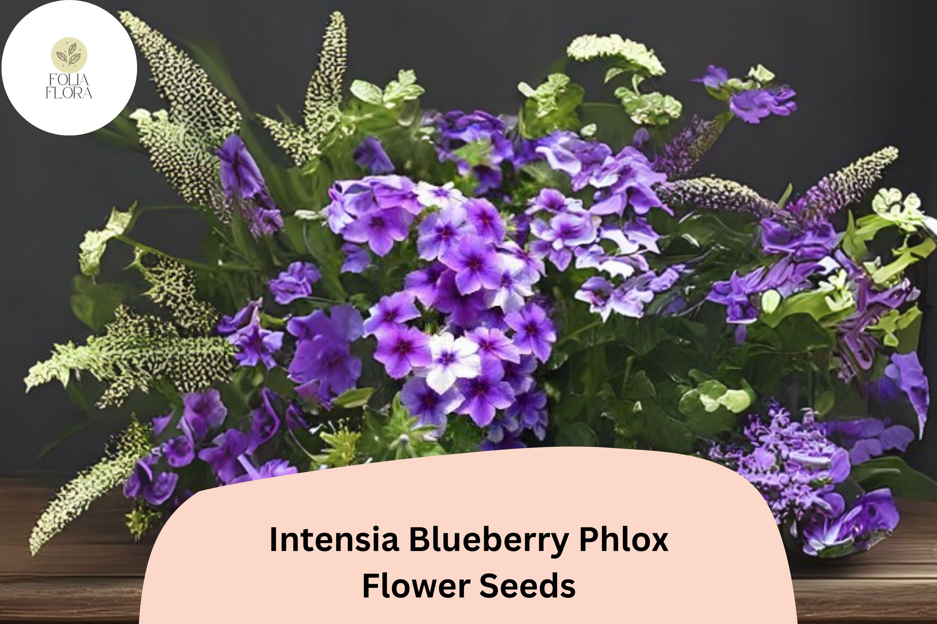 Intensia Blueberry Phlox Seeds - Purple-Blue Garden Flower