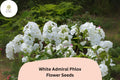 White Admiral Phlox Seeds â€“ Elegant Pure White Blossoms