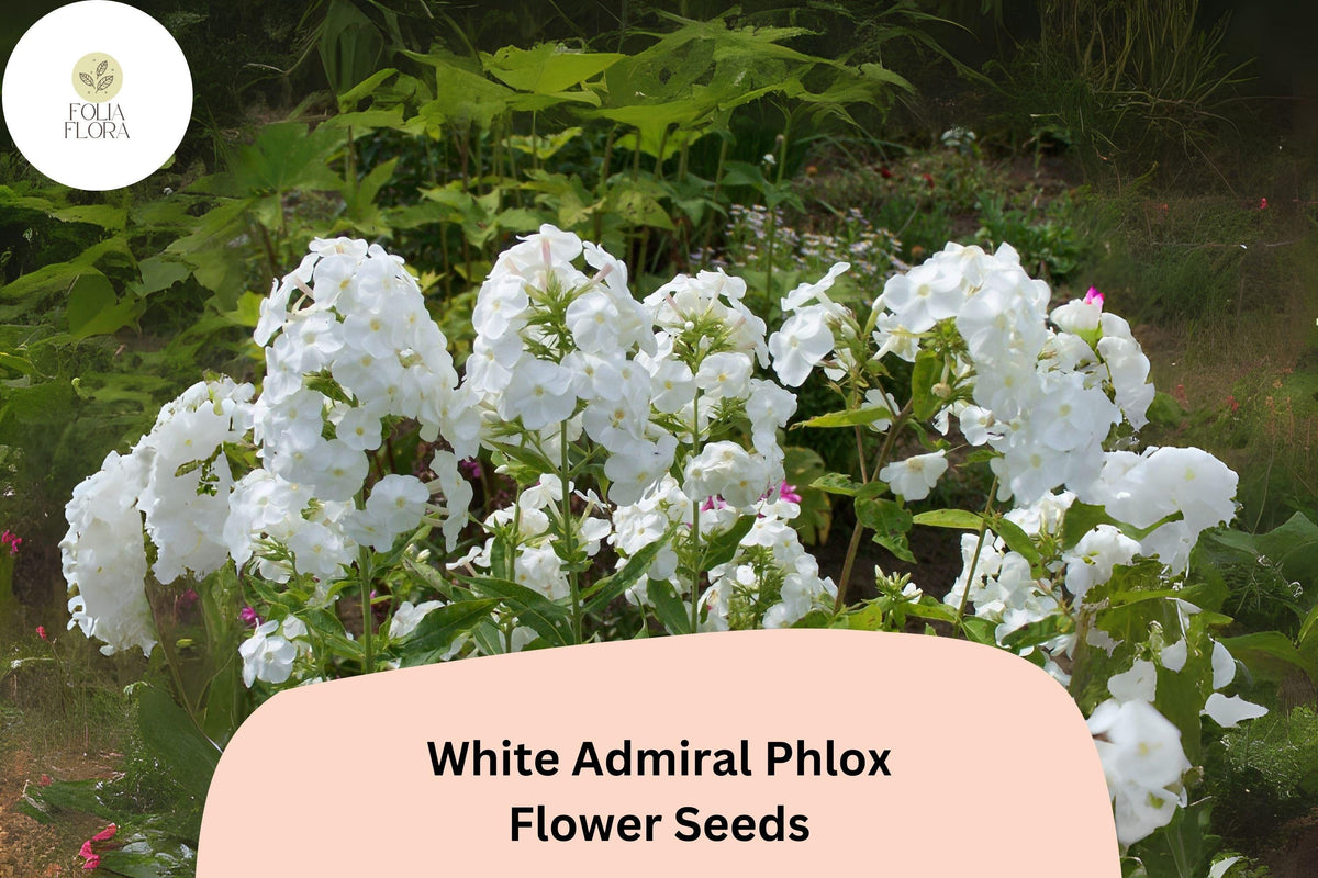 White Admiral Phlox Seeds â€“ Elegant Pure White Blossoms